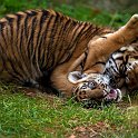 slides/IMG_1447.jpg sumatran, tiger, cub, wildlife, feline, big cat, cat, predator, fur, marking, stripe, eye, play WBCW109 - Sumatran Tiger Cubs